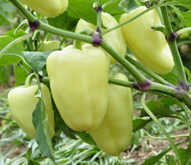 European stuffing pepper